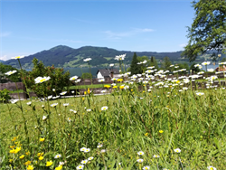 Blumenwiese_Dorf